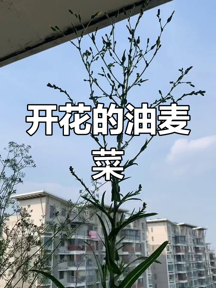 油麦菜竟然开花,真神奇