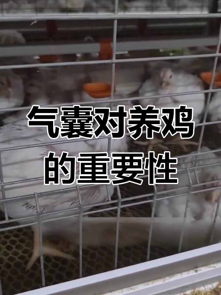 鸡气囊的神奇作用,你了解吗?
