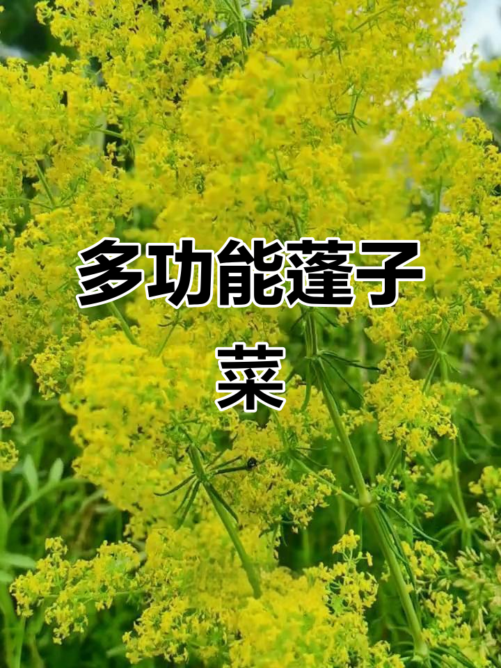 篷子菜，既是野草又是药，名字多样，用途广泛