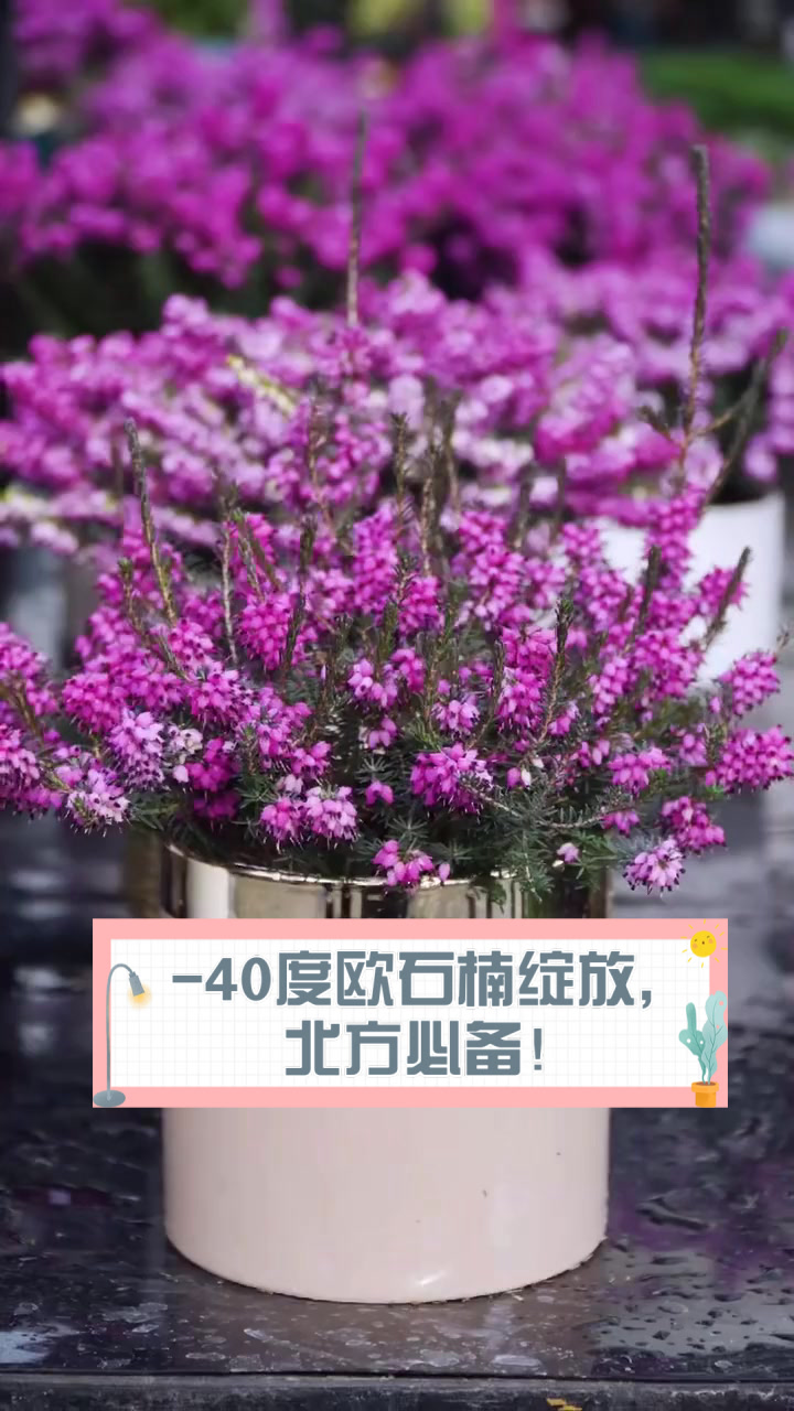 -40度欧石楠绽放,北方必备!