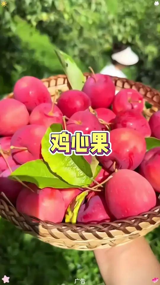 东北鸡心果熟了,果肉细腻,清甜多汁,脆甜可口,小巧可爱一口一个,真的巨好吃!鸡心果 新鲜采