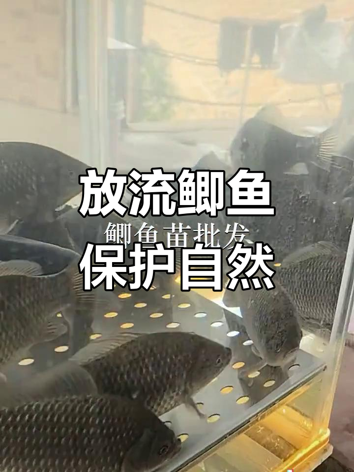 鲫鱼苗放生，守护生态平衡