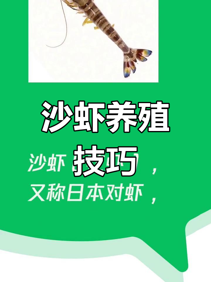 日本对虾养殖要点与防控措施