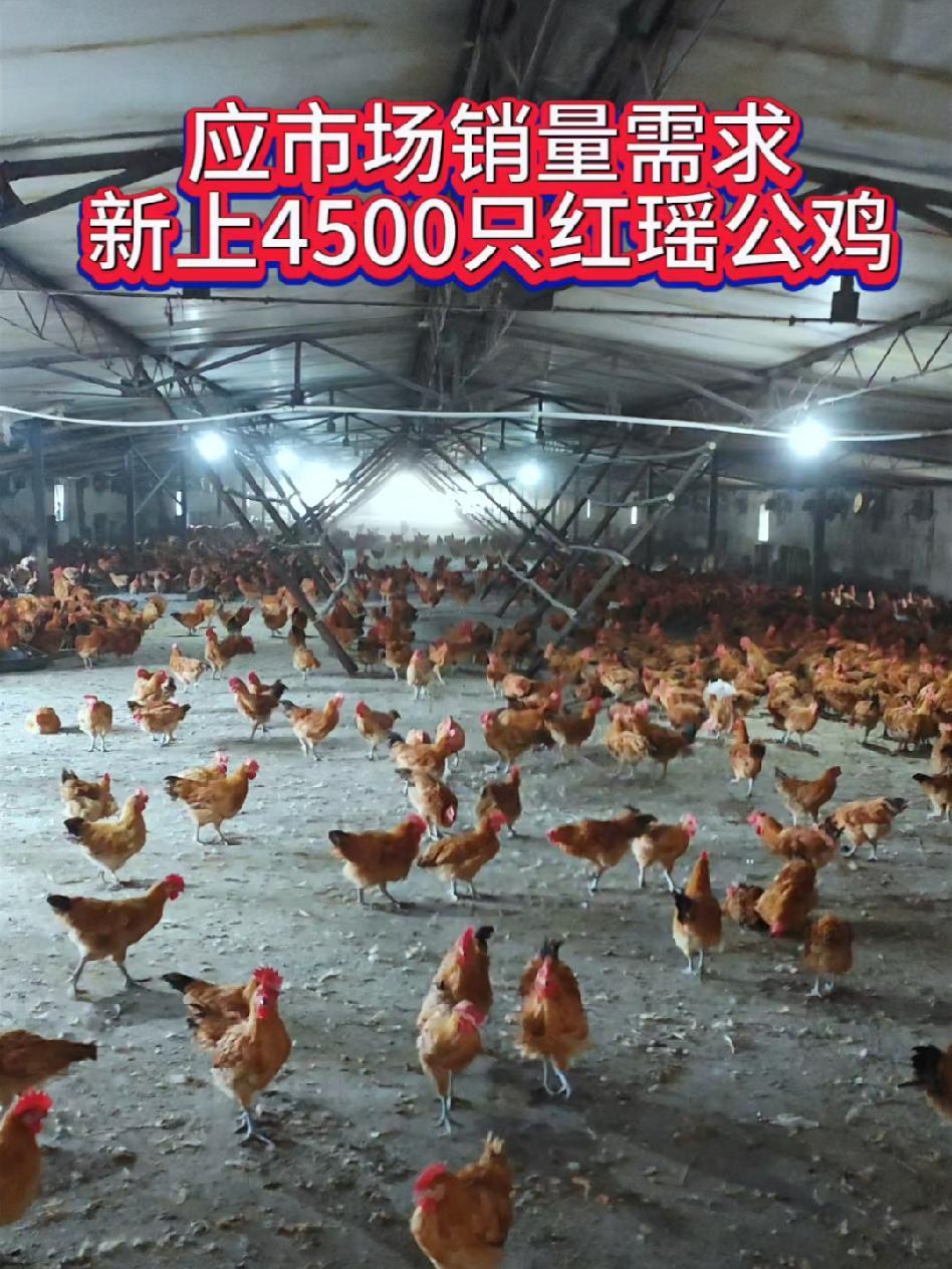 养鸡好是基础,销路决定出路 养鸡知识 科学养鸡 新农人 创业 思路决定出路