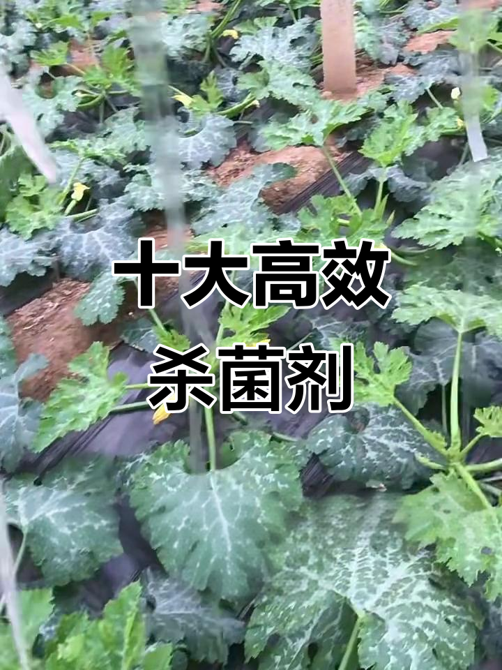 十大杀菌剂大揭秘,哪些能防治常见病害?