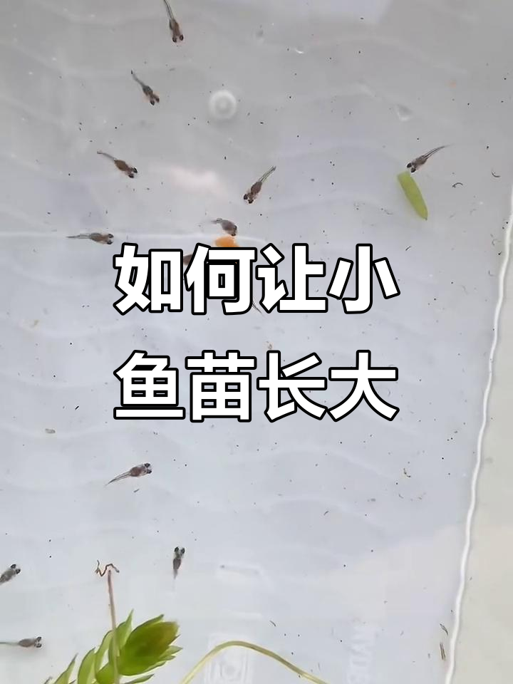 小鱼苗快速长大的秘诀,从喂食到护理全攻略