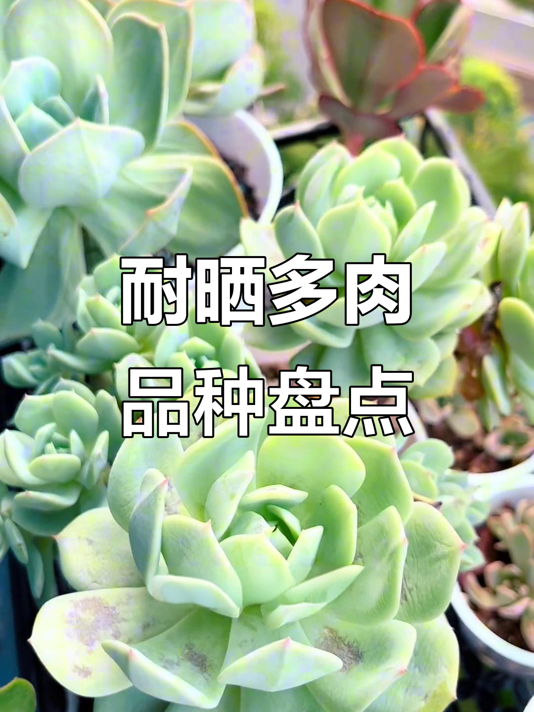夏季暴晒无忧!这些多肉品种最耐造