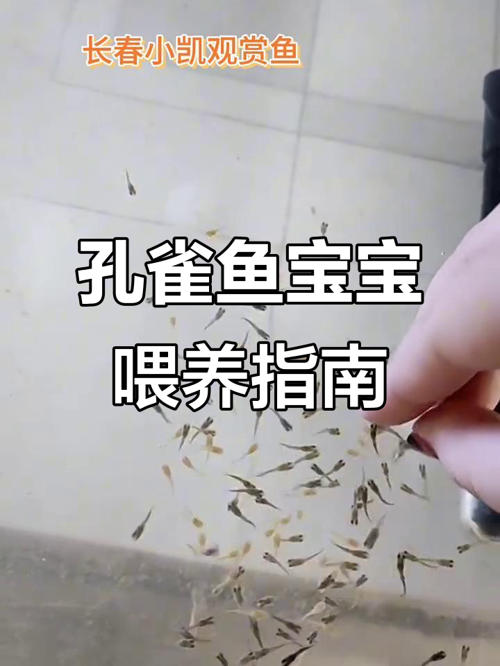 孔雀鱼宝宝养殖技巧:从喂食到成活率全解析