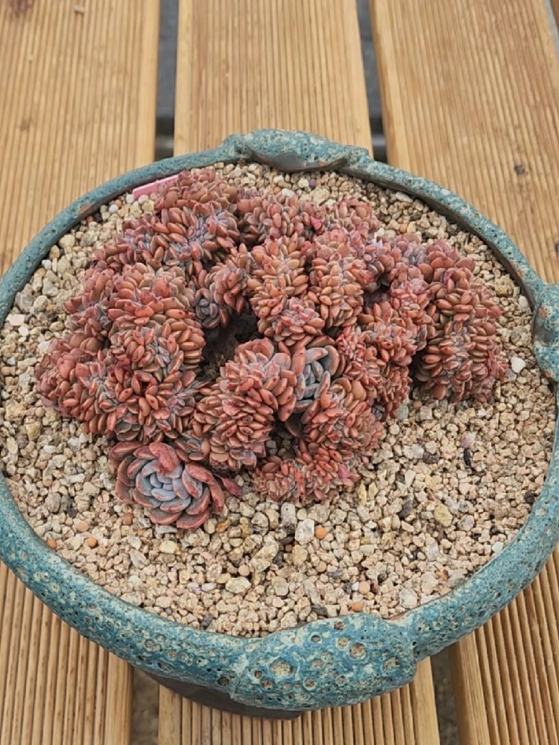 多肉分享 海棠花(拉皮内)