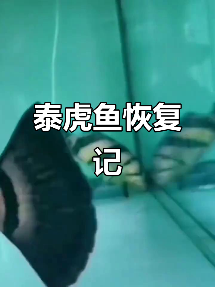 泰国虎鱼翻肚失鳔,肠炎治愈全过程