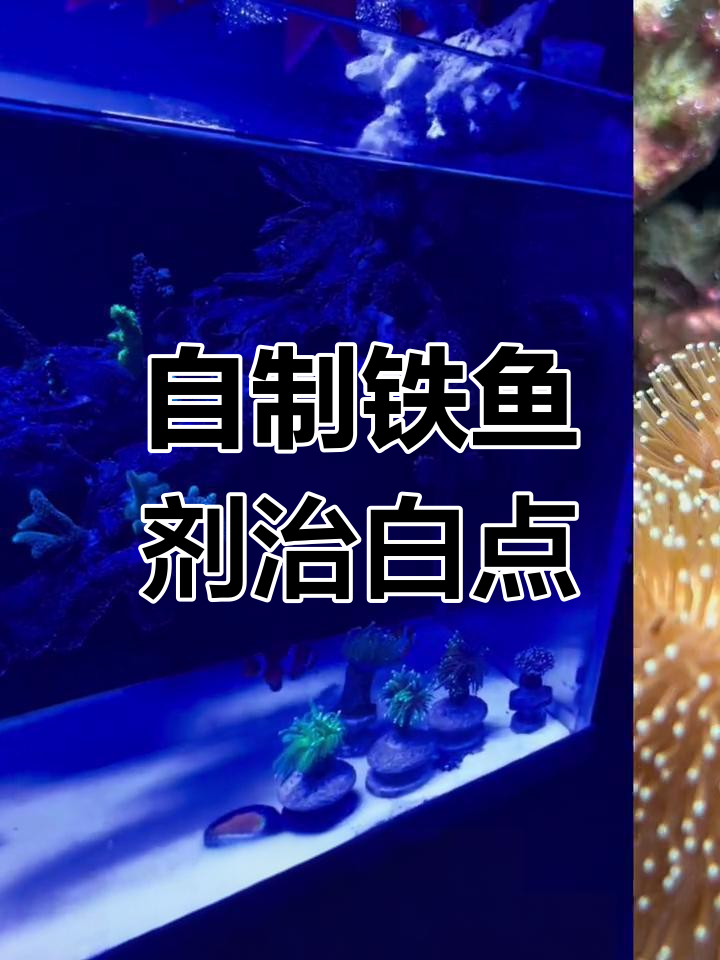海水鱼白点病治疗全攻略,自制铁鱼剂轻松预防