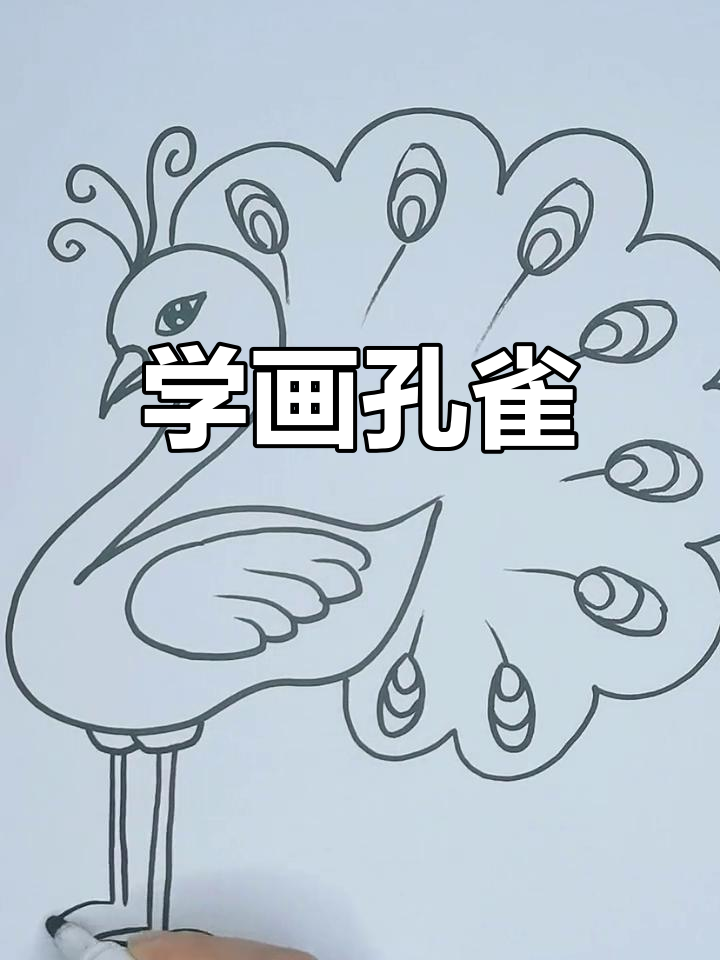 孔雀简笔画教程,轻松学会画美丽羽毛与尾巴