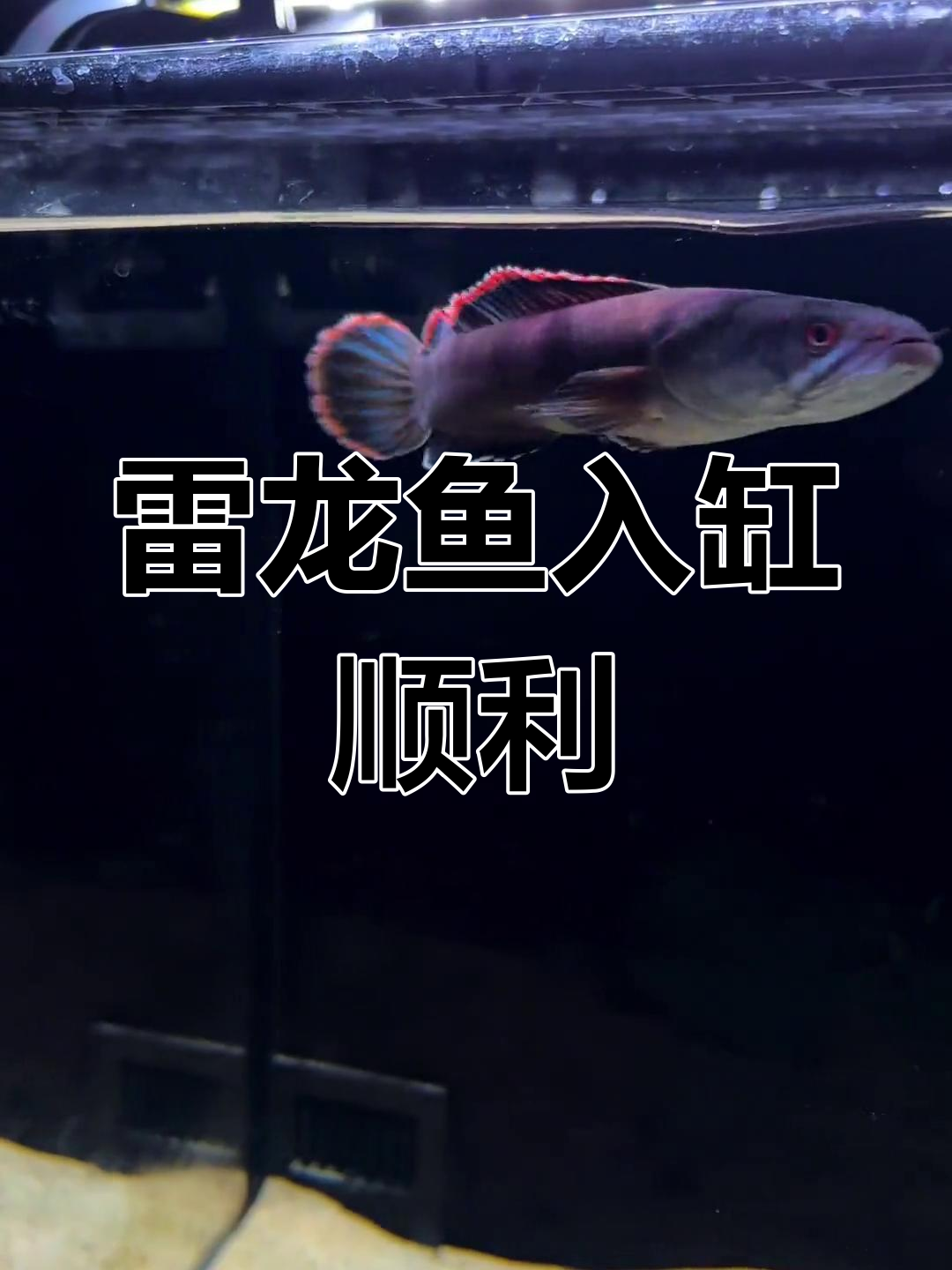 火背雷龙入缸状态良好,能否参赛?