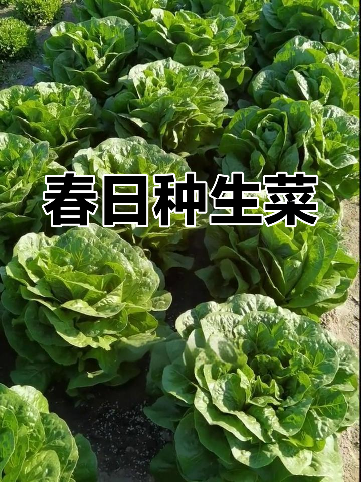生菜春季种植,脆嫩可口,炒饭生吃皆宜!