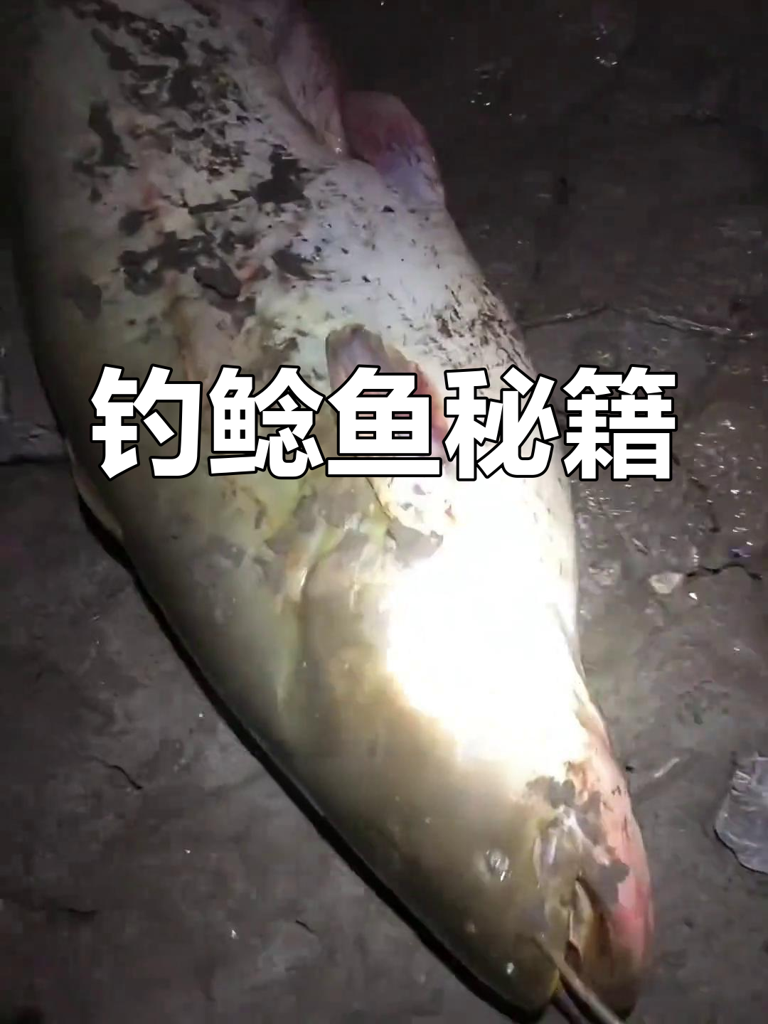 钓鲶鱼必看技巧,饵料选择与最佳时机全解析!