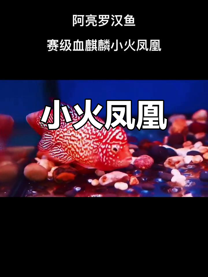 血麒麟凤凰,蛇纹完美退纱,精致小猛兽,令人陶醉