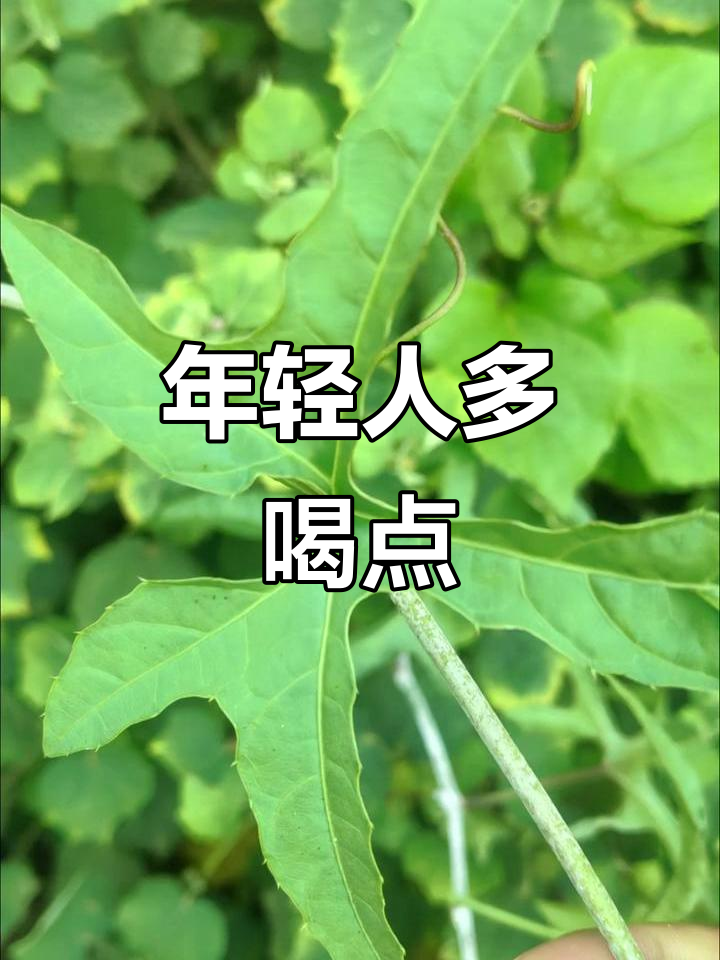 鲨鱼辣椒:年轻人必喝,中年人也能试试