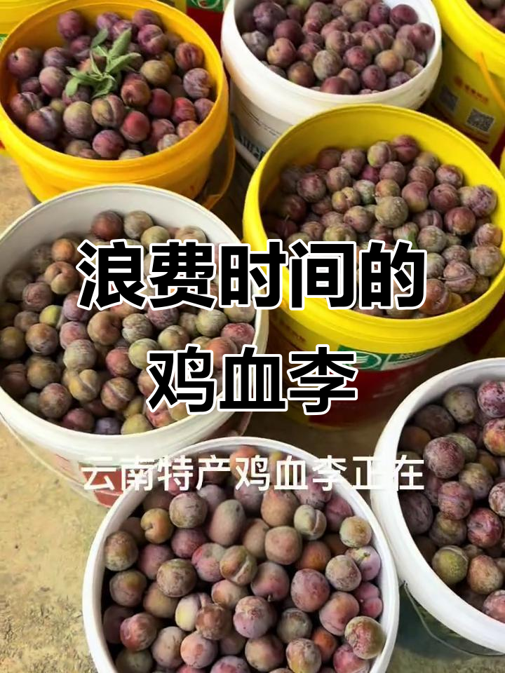 云南鸡血李:口感鲜美,但浪费时间