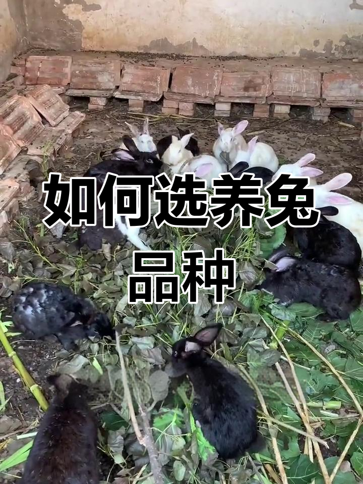 养兔品种选择指南:如何挑选最适合的兔子
