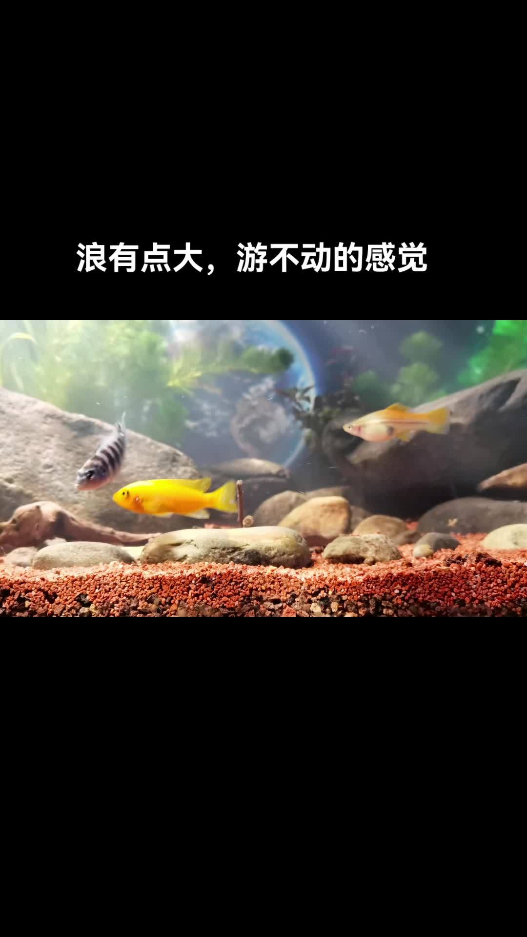 祝大家年年有鱼 鱼缸里的大自然 记录生活