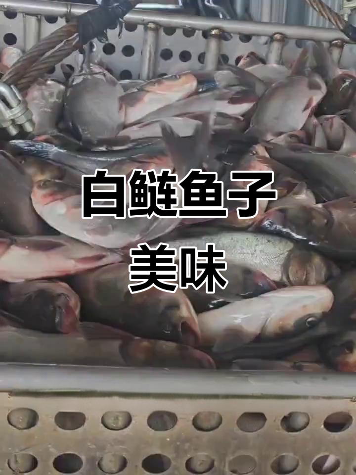 鱼腐爱好者必试!白鲢鱼籽鲜美无比,汤汁泡饭超下饭