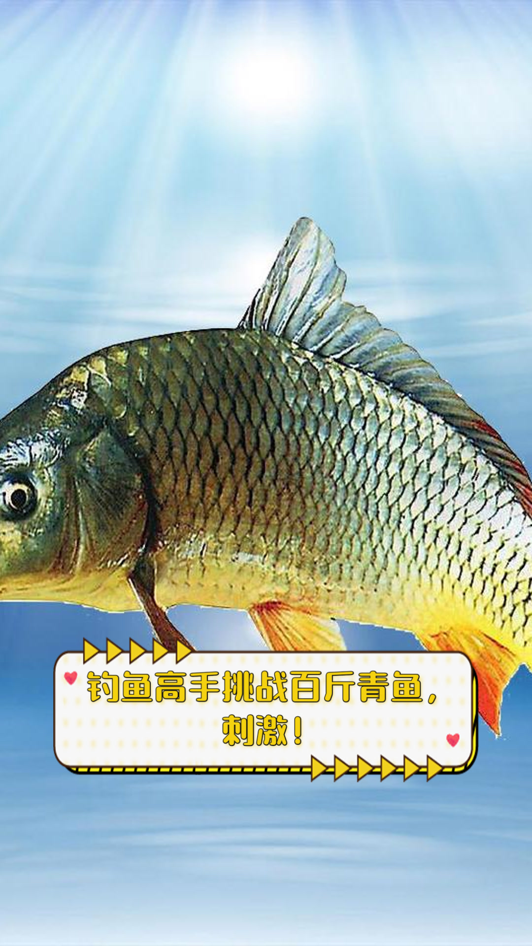 钓鱼高手挑战百斤青鱼,刺激!