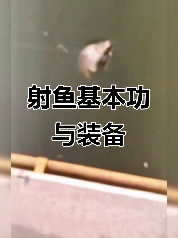 射鱼技巧大揭秘:如何选择工具和练习准头