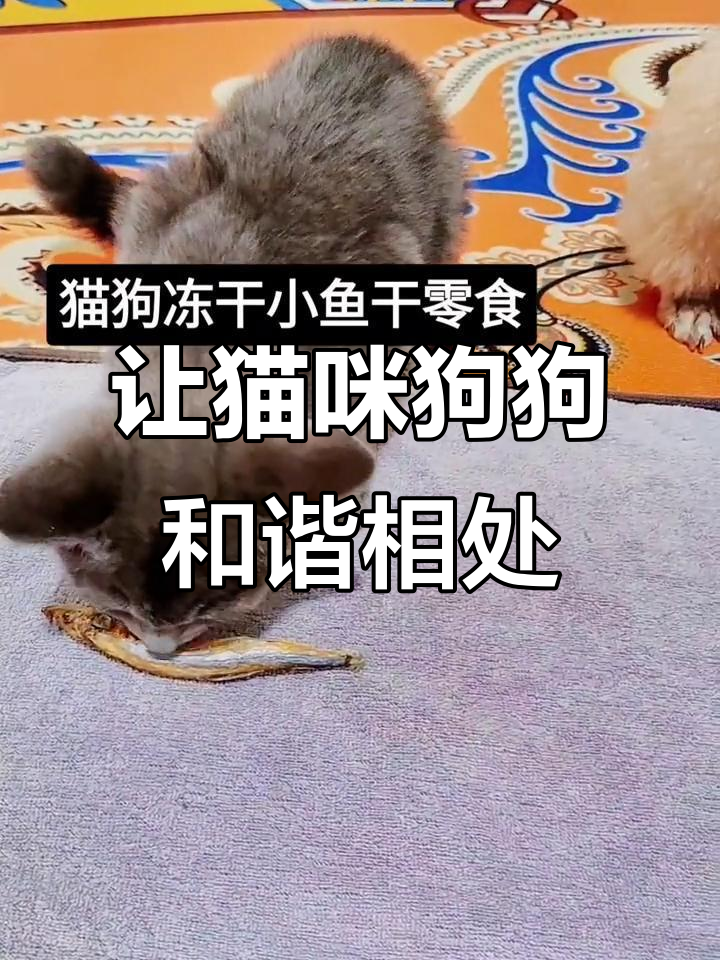 猫狗双全,零食让它们和平共处