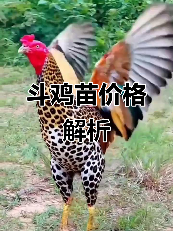 斗鸡苗价格大揭秘，你了解吗？