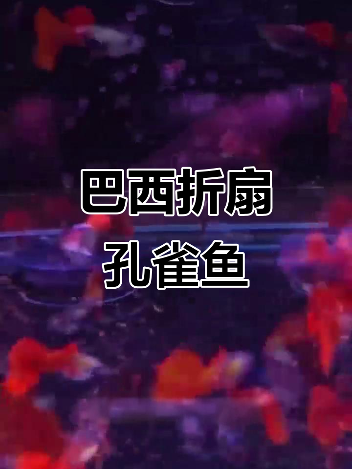 巴西折扇孔雀鱼：艳丽如红伟礼服，背鳍大而美丽