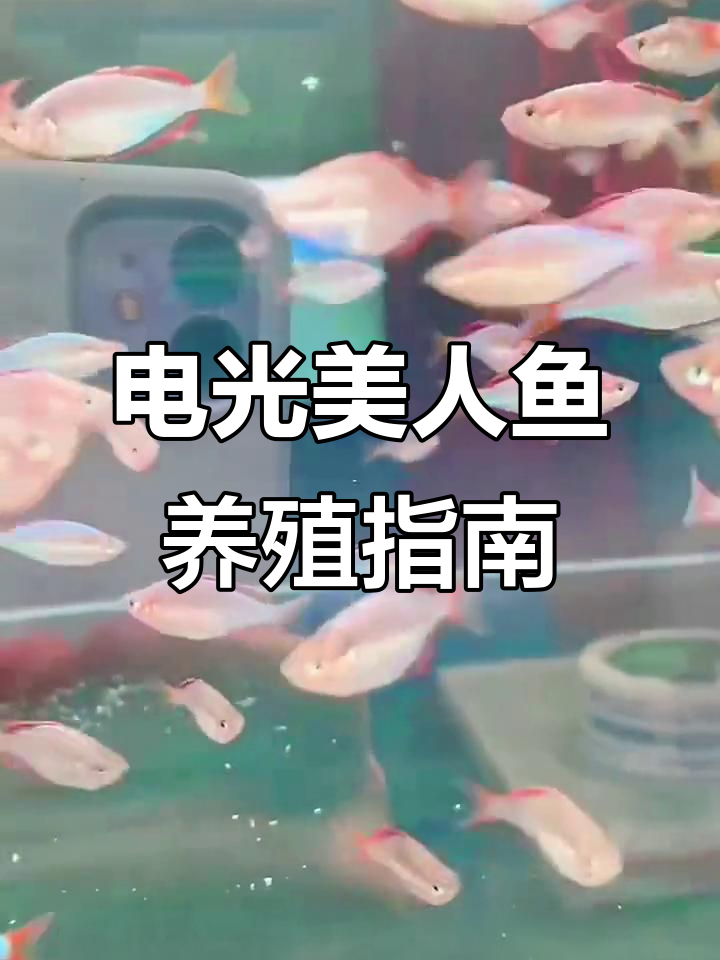 电光美人鱼：澳洲彩虹鱼的饲养与繁殖技巧