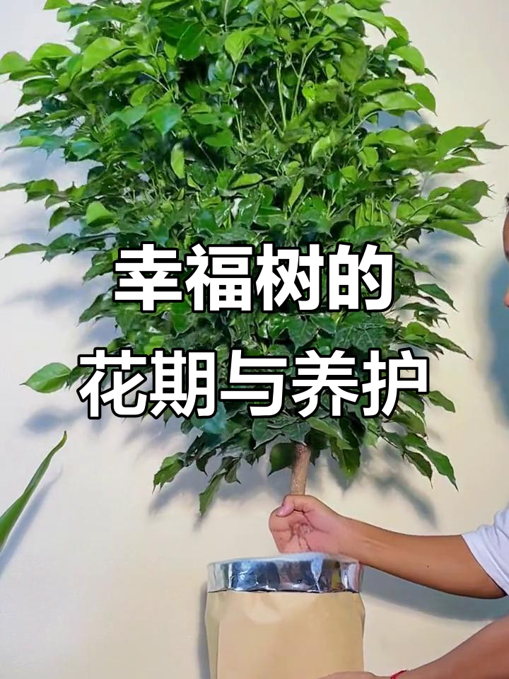 幸福树开花,寓意满满幸福感!
