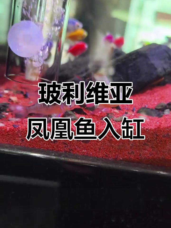 玻利维亚凤凰鱼入缸实录,群游效果惊艳!
