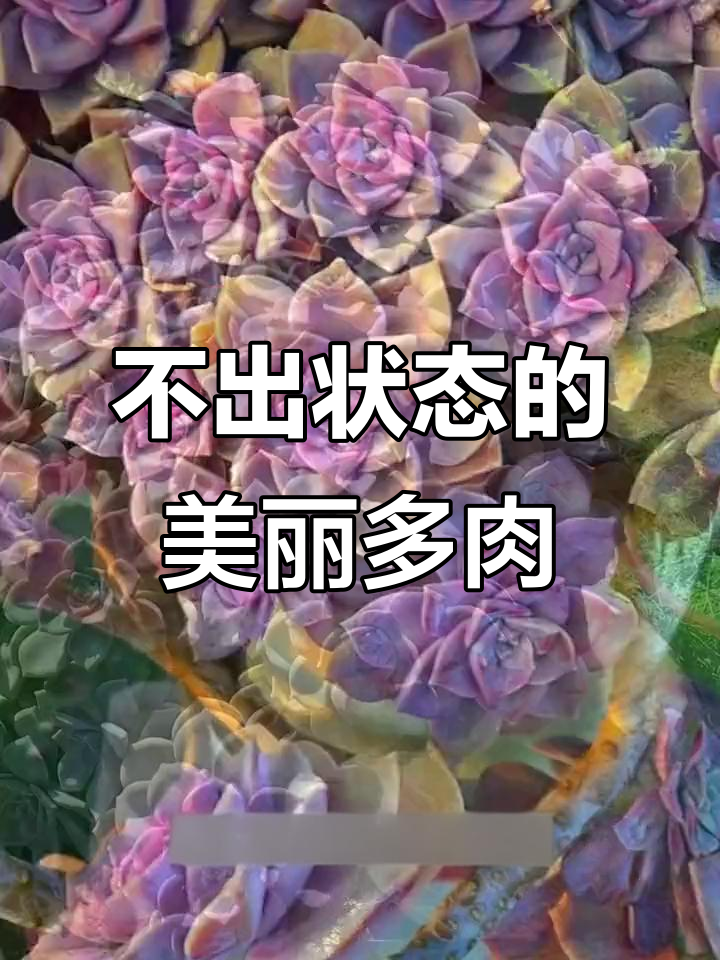 这些多肉即使不状态也超美,紫乐、黄金万年草等上榜