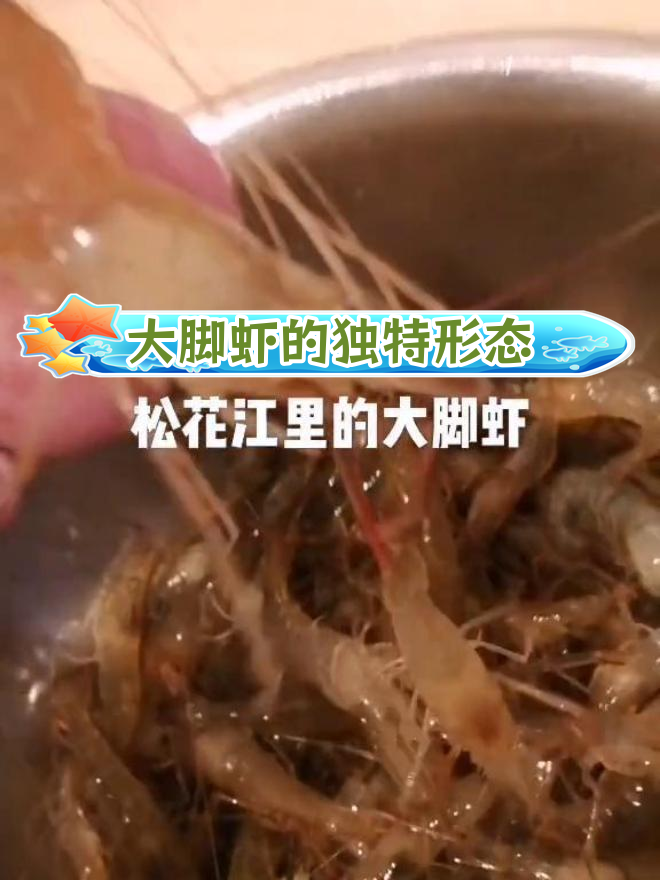 松花江大脚虾,夹住一个又一个