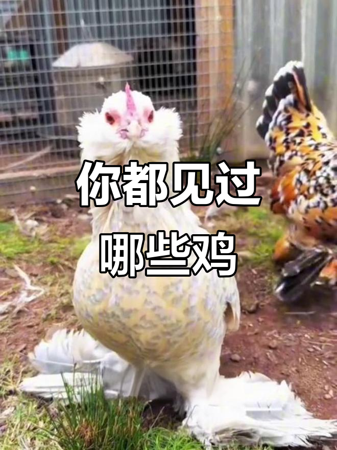 20种不同品种的鸡，看看你认识几种？