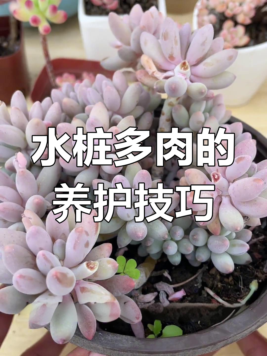 买到水桩多肉?掉叶发软怎么办