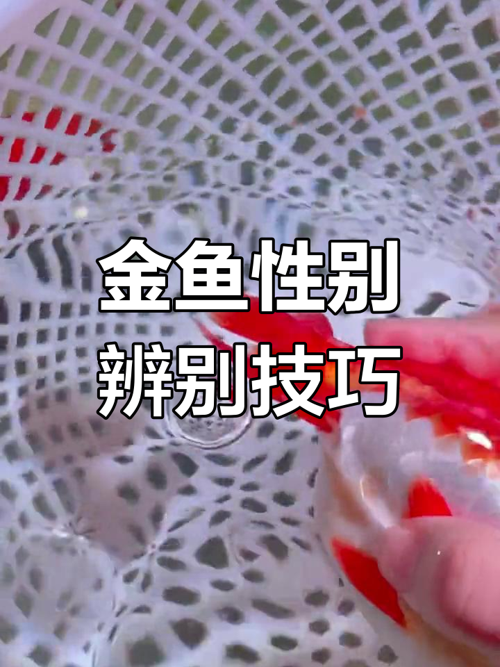 如何分辨金鱼公母?四个实用方法