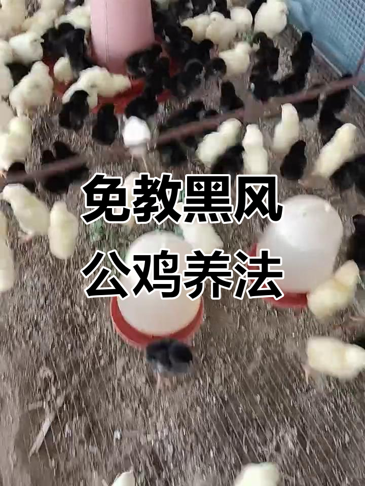 黑凤公鸡苗养殖技巧,轻松掌握家禽技术