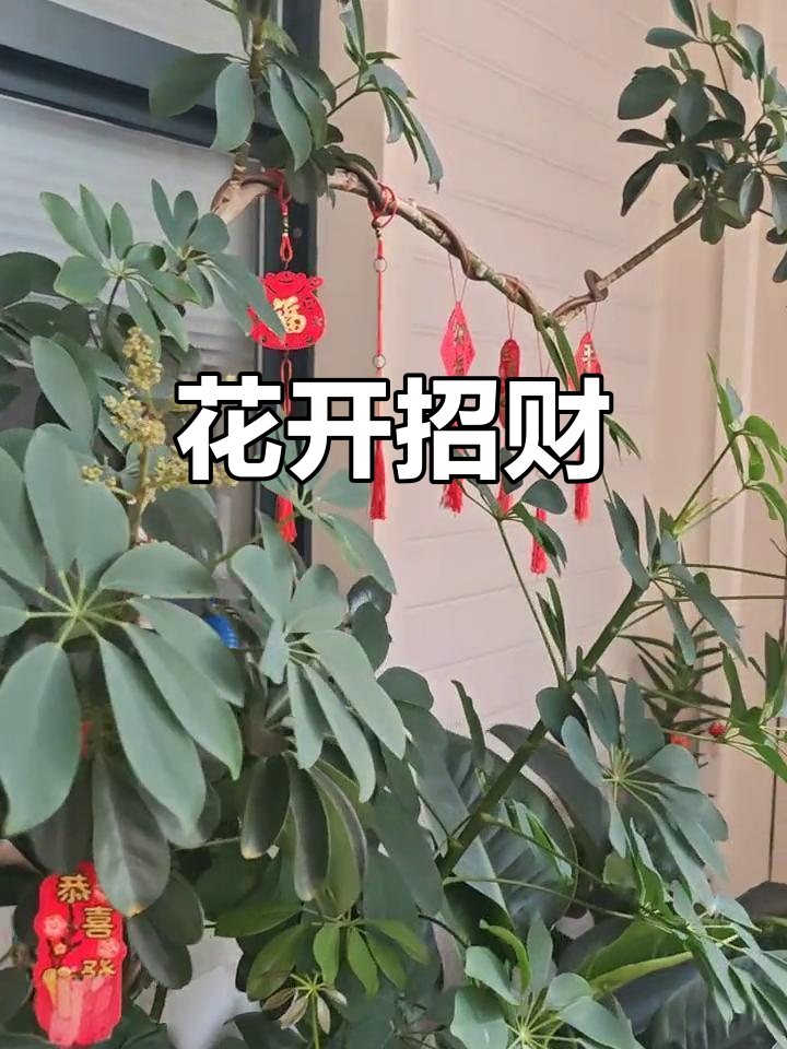 鸭掌木三年开花，象征富贵与好运，愿大家都能拥有好运气！