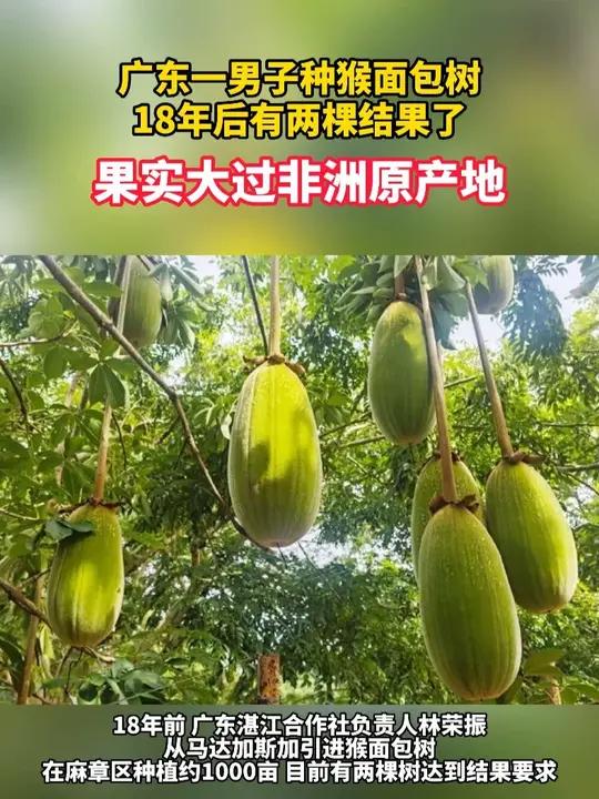 一男子种猴面包树18年后有两棵结果了,果实大过非洲原产地