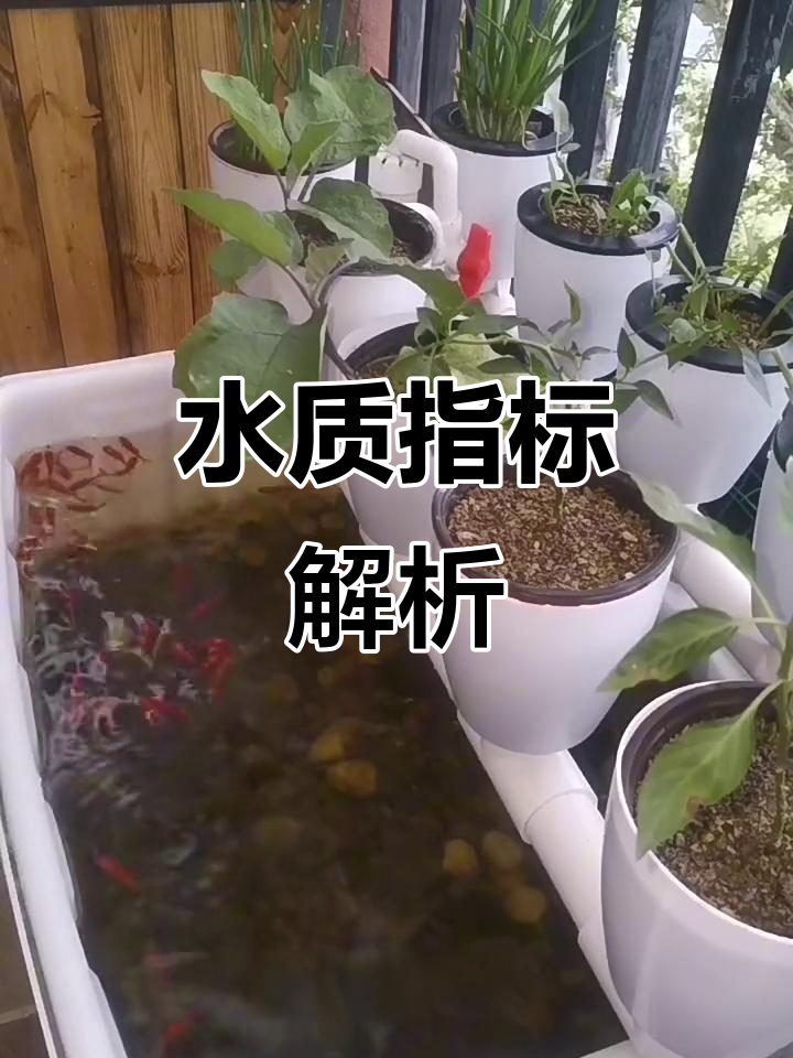 鱼菜共生水质管理：PH值、氨氮与亚硝酸盐的平衡