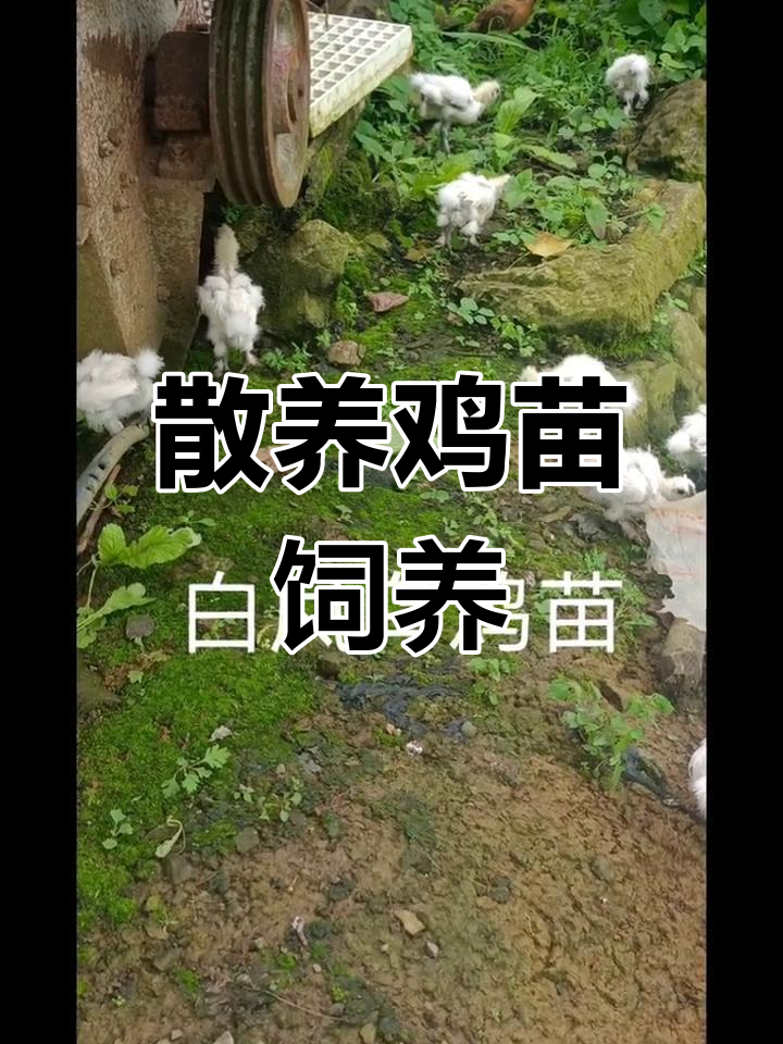 农村散养鸡苗的养殖技巧