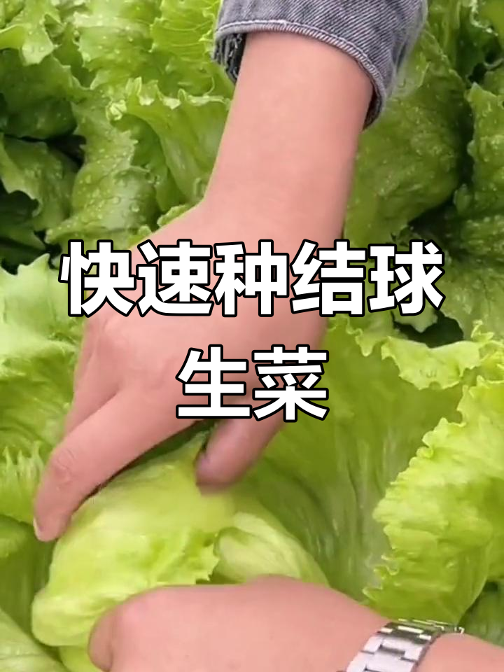 结球生菜:50天收获,轻松种植
