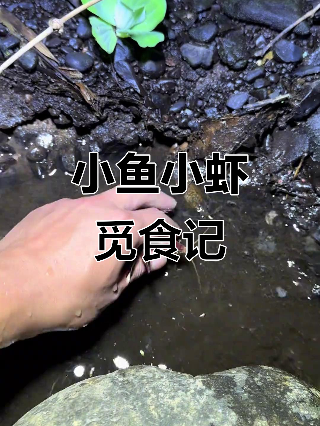 傍晚河边小鱼虾出动,小龙虾和小螃蟹被抓个正着