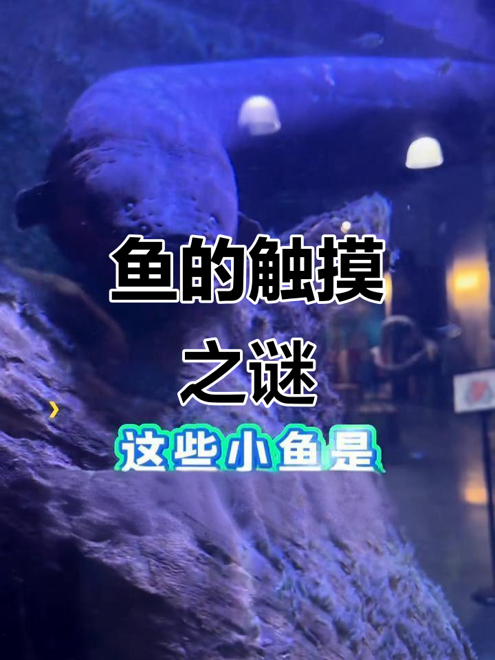 水族馆里,为何有些鱼能摸,而有的却只能远观?