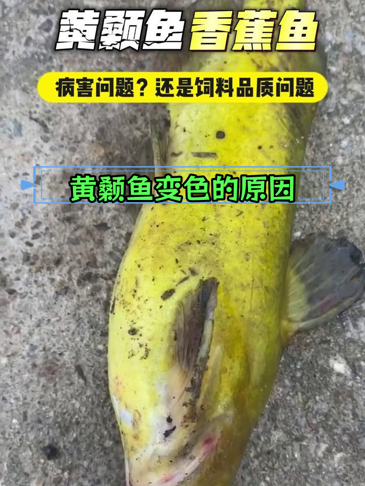 黄颡鱼“香蕉状”现象的四大成因