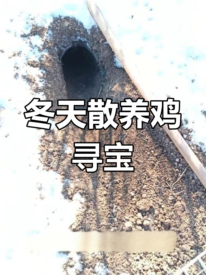 东北冬日户外探险,散养鸡的神秘洞穴之旅