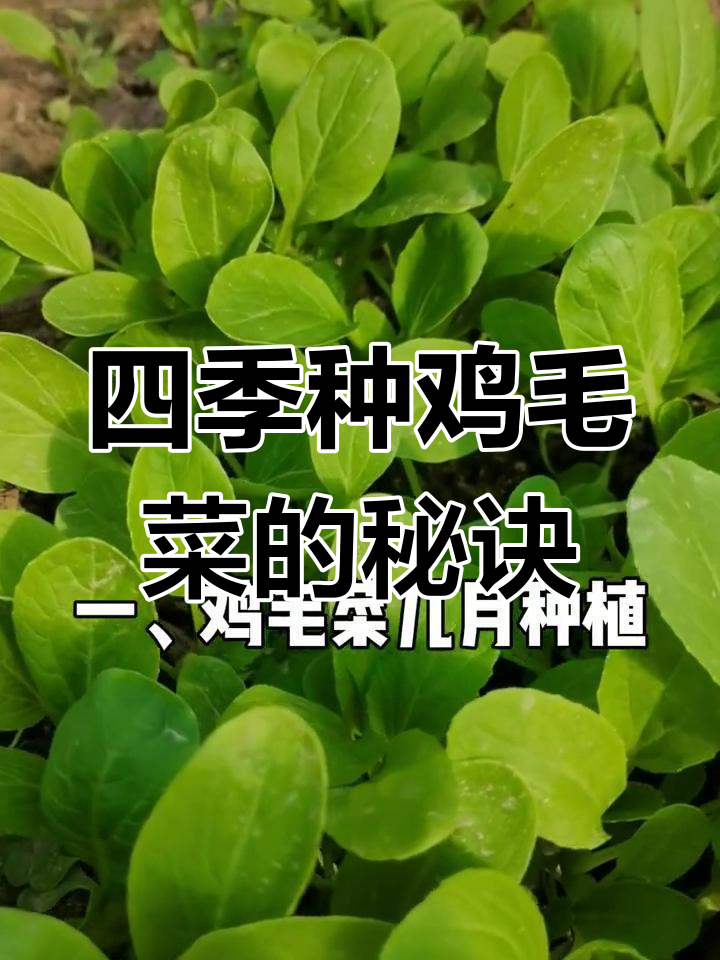 鸡毛菜四季种植技巧,如何管理才能高产?