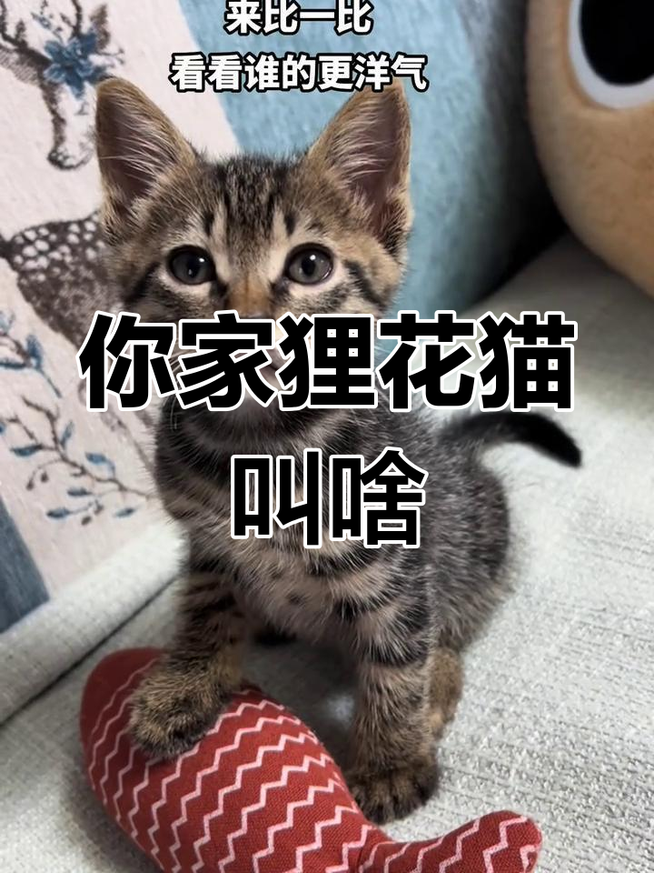 你们家的狸花猫叫什么名字?看看谁的更特别!